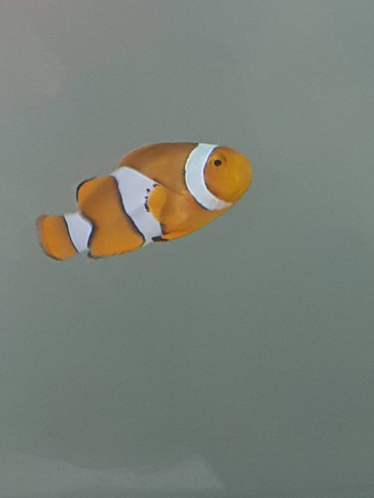 Clownfish clamped fin  REEF2REEF Saltwater and Reef Aquarium Forum