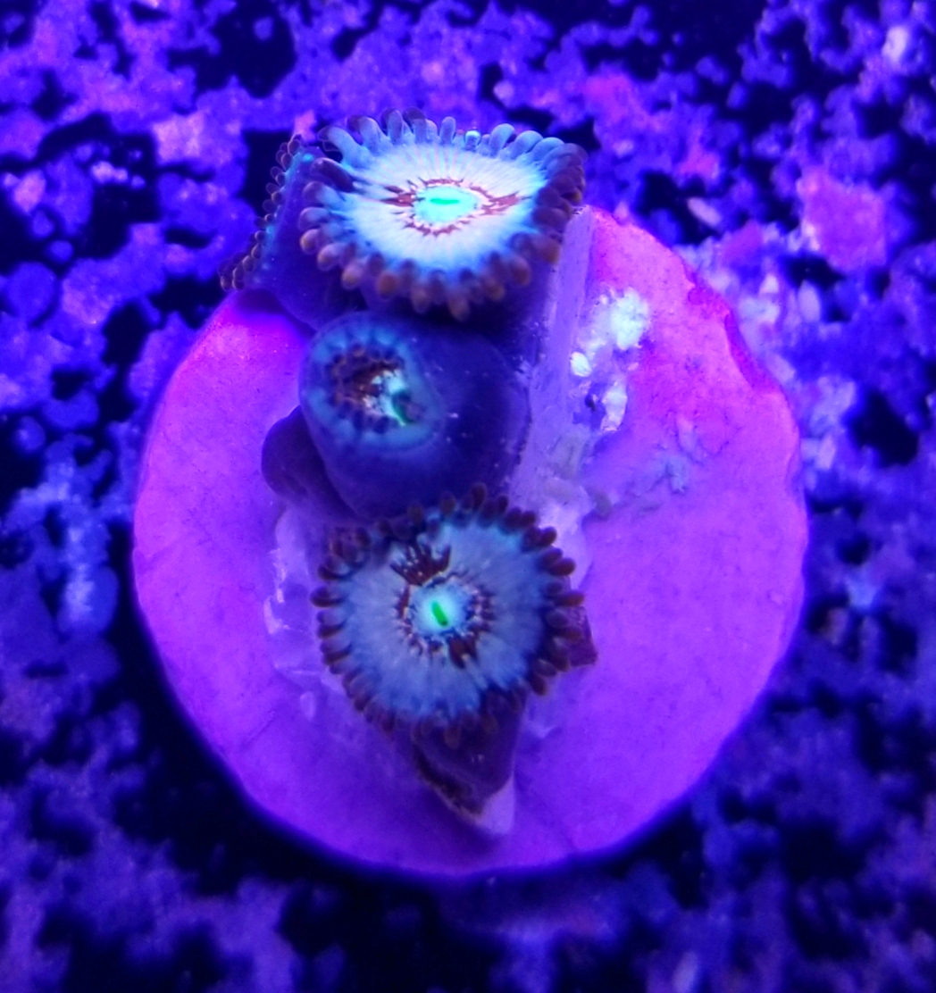 Virginia - White zombies and wwc jelly bean chalice for sale ...