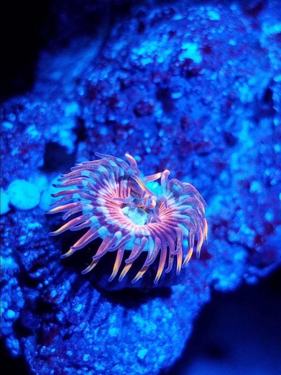 Top 10 Zoa's of all time | Reef2Reef