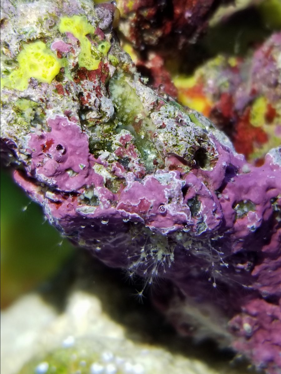 Digitate Hydroids or Harmless? REEF2REEF Saltwater and Reef Aquarium
