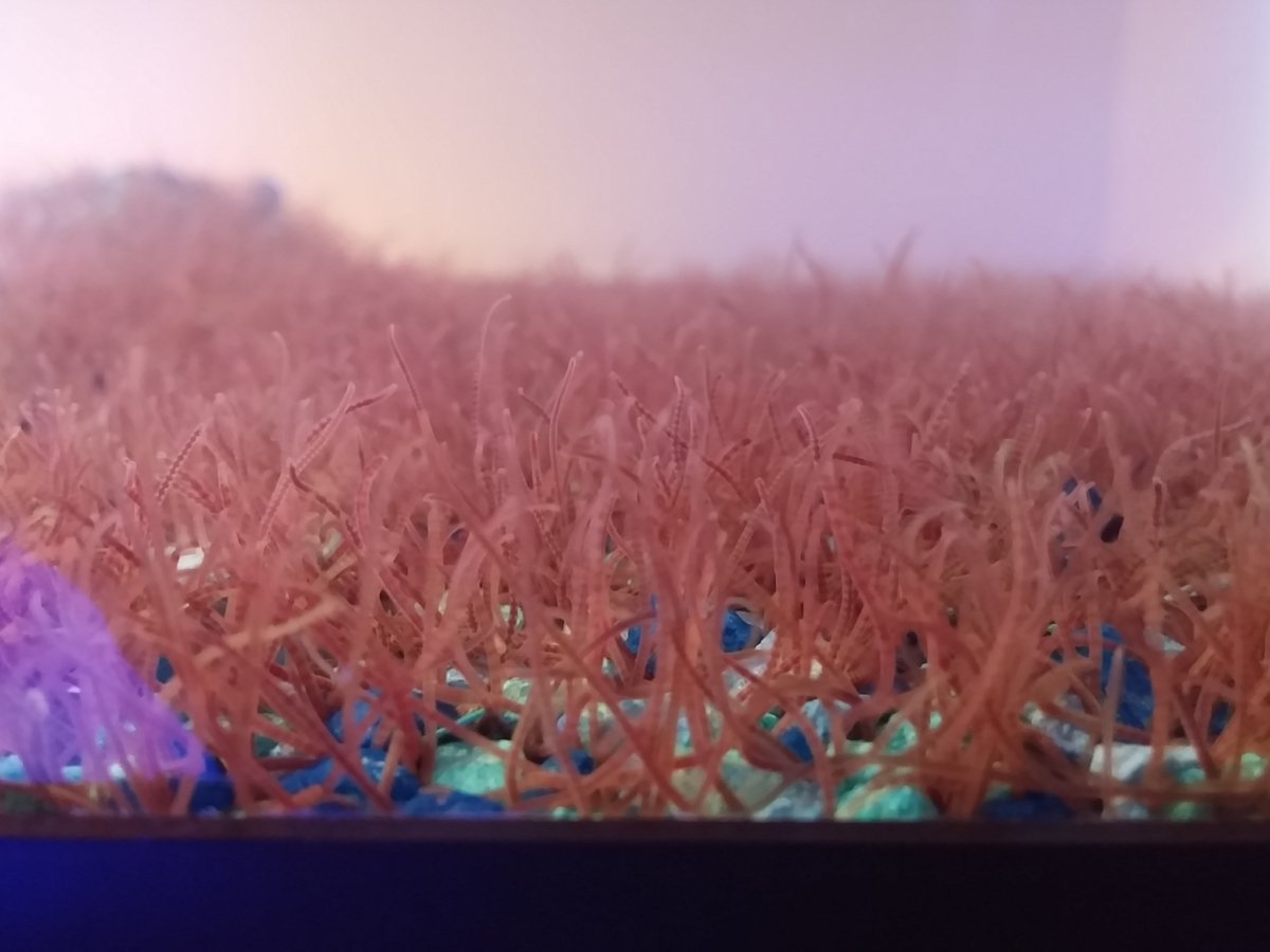 Post pics of your fish, invert propagation systems along with phyto ...