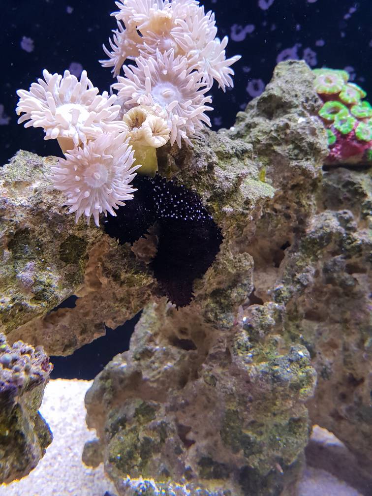 What is going on with sea cucumber? REEF2REEF Saltwater and