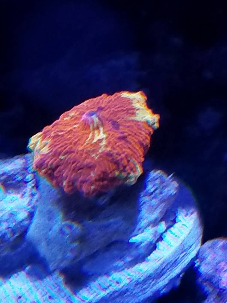 20180721_171535.jpeg