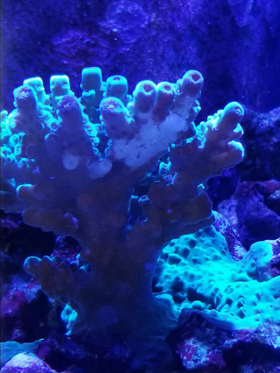 Acro tissue damage | REEF2REEF Saltwater and Reef Aquarium Forum