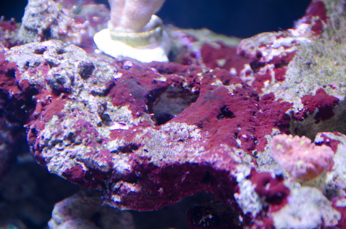 Cyano or coralline? | REEF2REEF Saltwater and Reef Aquarium Forum