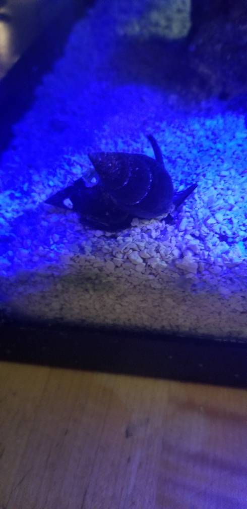 20180809_210508.jpeg