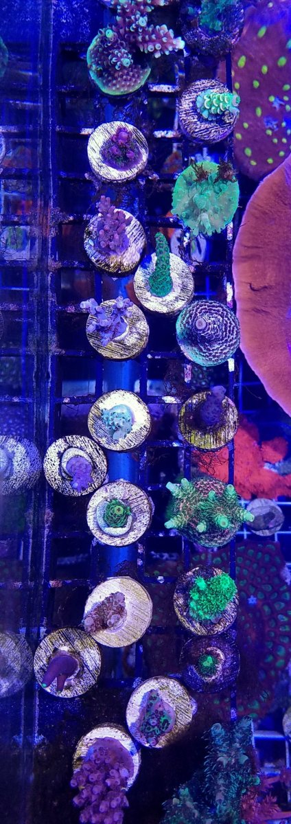 20180818_211813-01.jpeg