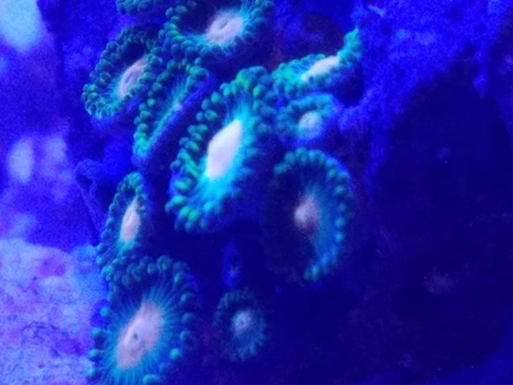 20180822_204207.jpeg