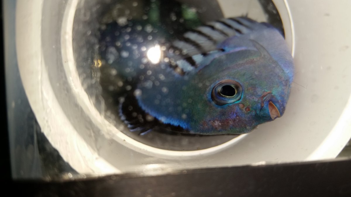 Watanabei Male angel, upside down breathing heavy