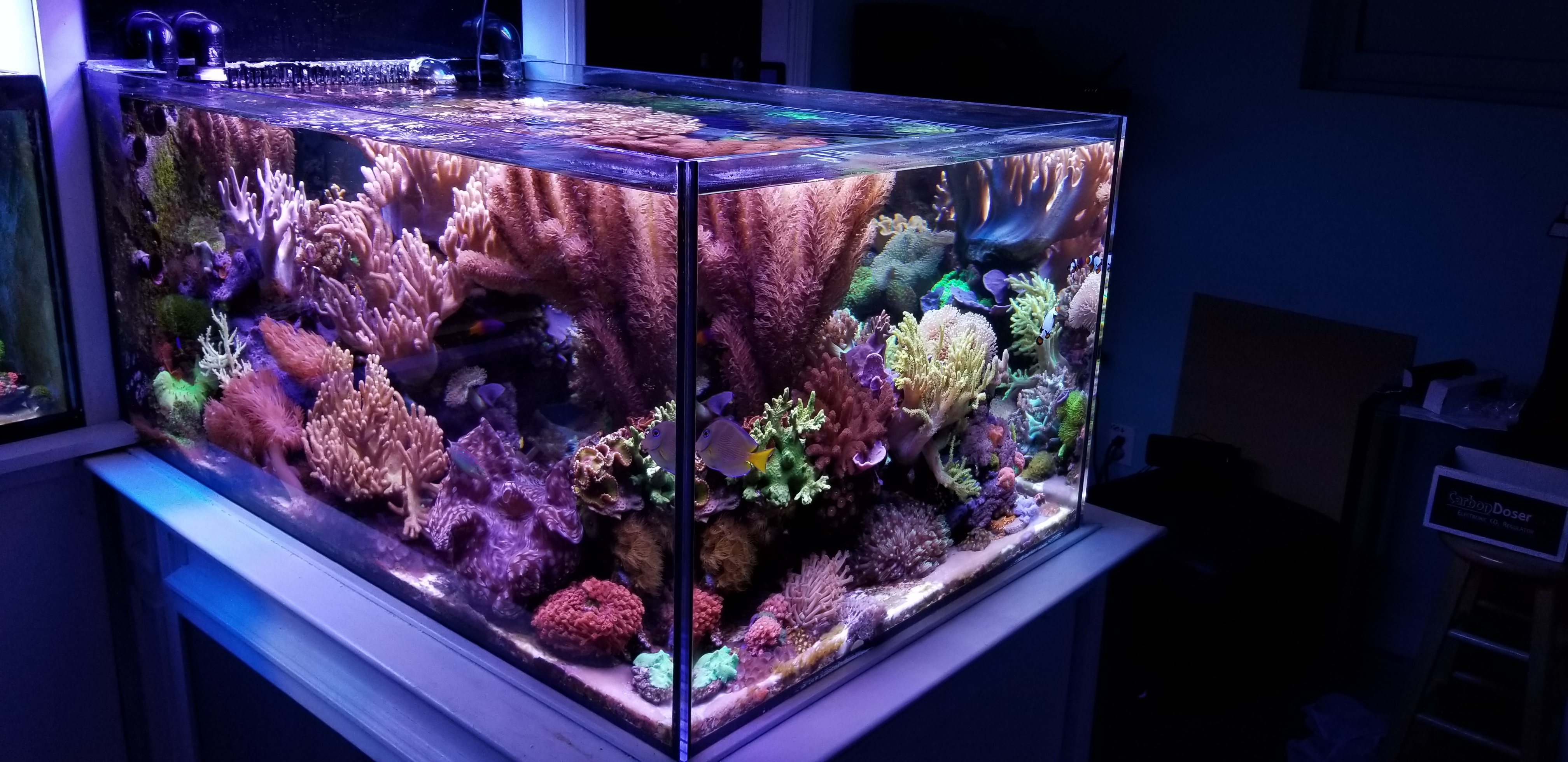 Reef Spotlight - January 2019 Reef of the Month: Michael J