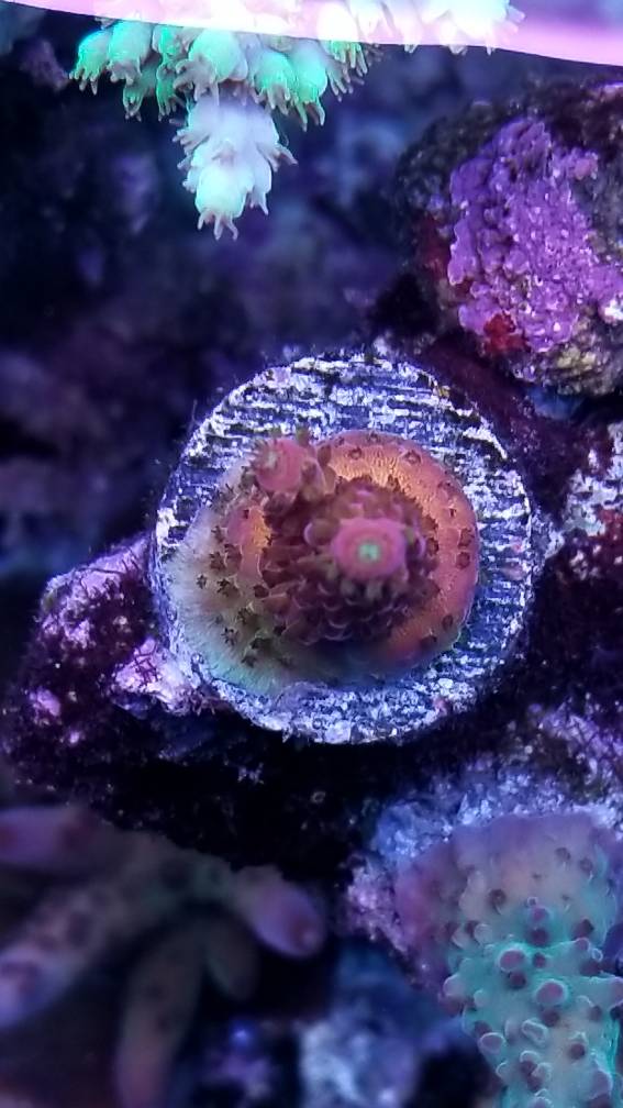 mardi gras acropora