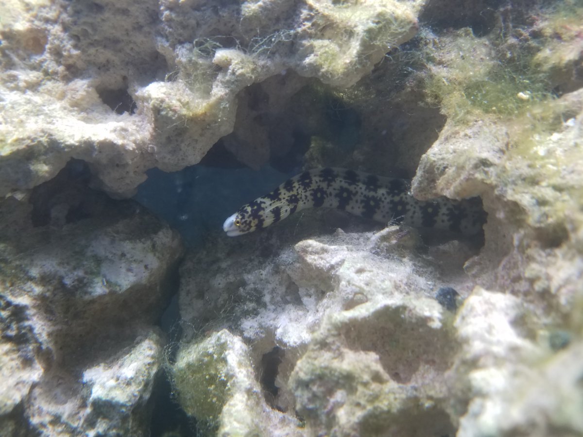 Young snowflake eel | REEF2REEF Saltwater and Reef Aquarium Forum