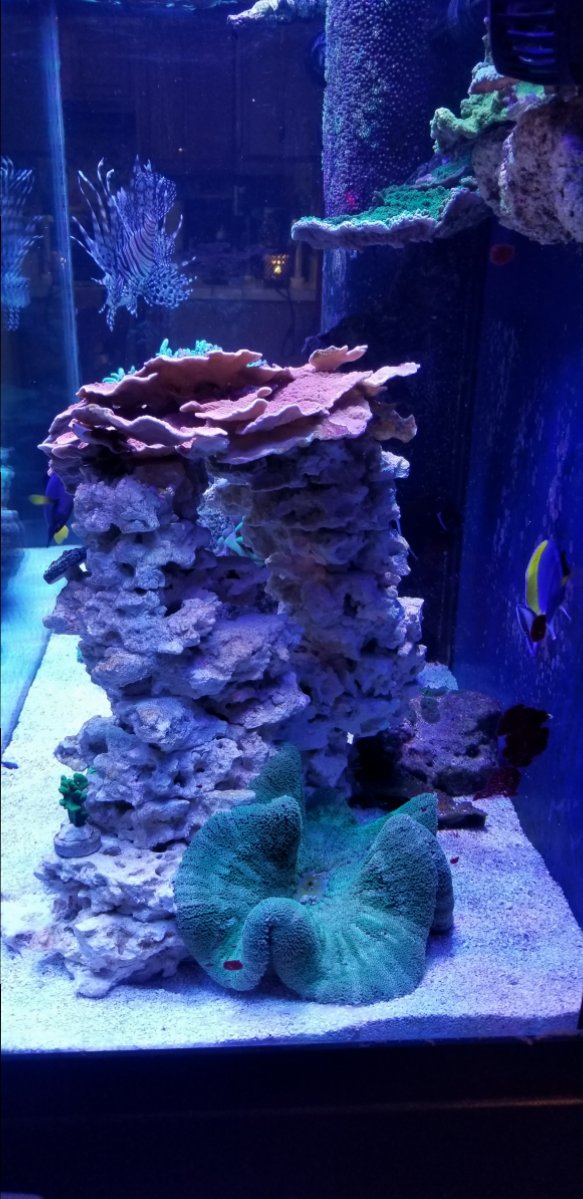 20181209_195252-jpg.913027