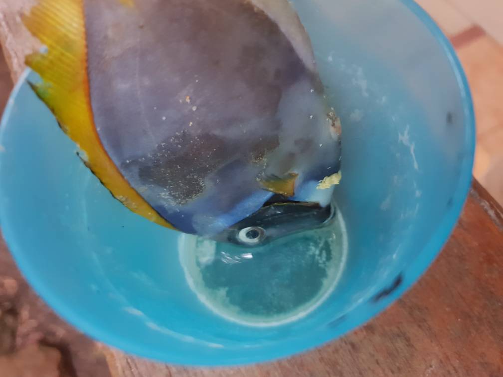 20181210_193033.jpeg
