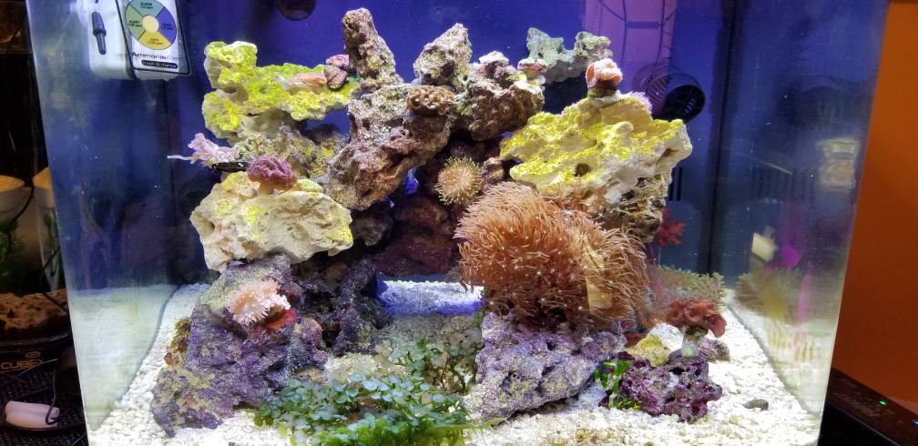 First Tank Ever - BioCube 32 Newbie Build | Page 11 | REEF2REEF ...