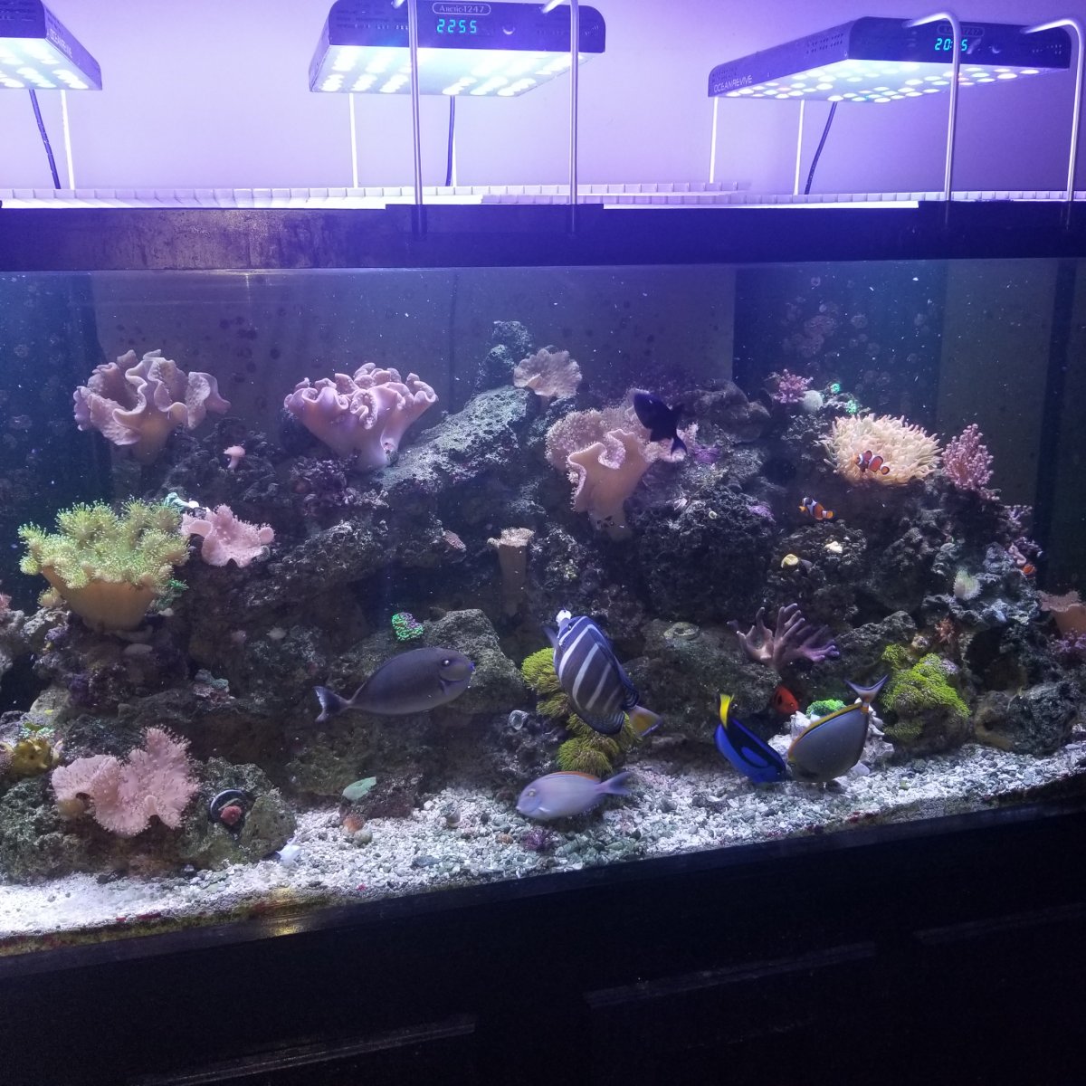 Looking to sell 220 gallon, Fish, Rock and Supplies ( I will piece out)