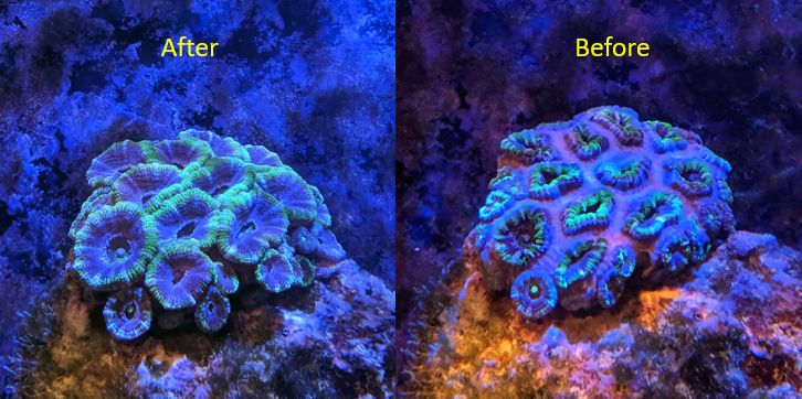 2019-09-10 - Acan before and after increasing light intensity to 20 percent from 8 percent.jpg