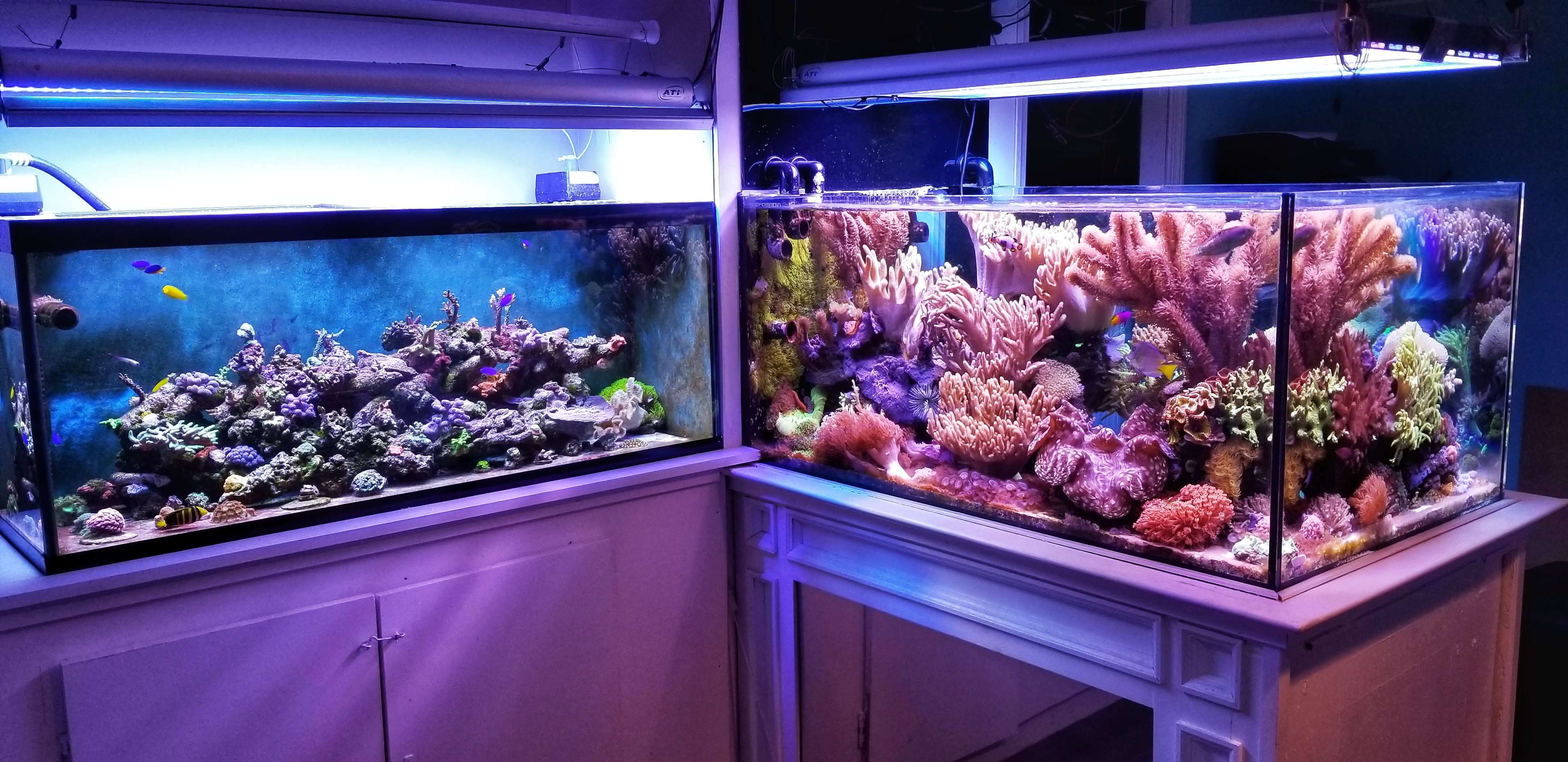 coral reef  Reef Spotlight - January 2019 Reef of the Month: Michael J