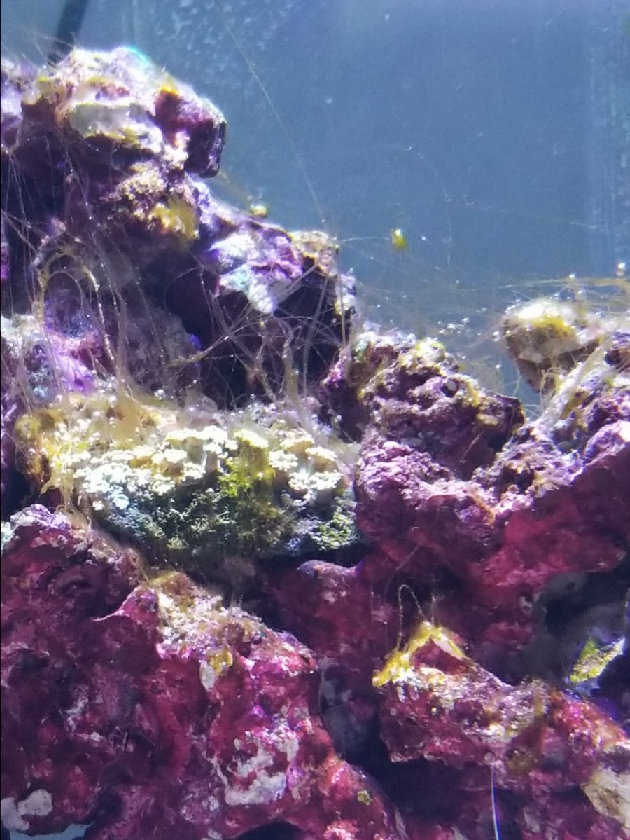 Is this brown hair algae? | REEF2REEF Saltwater and Reef Aquarium Forum