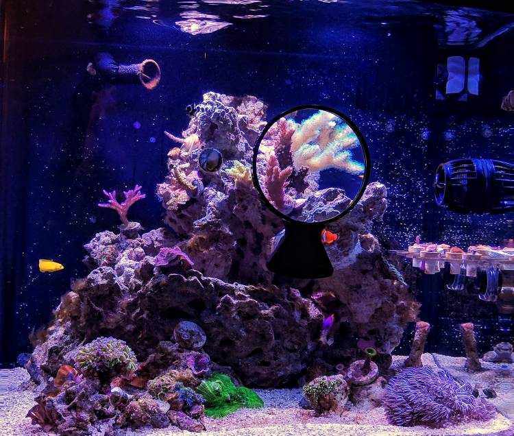 Coralife BioCube Aquarium Protein Skimmer Quiet & Effective