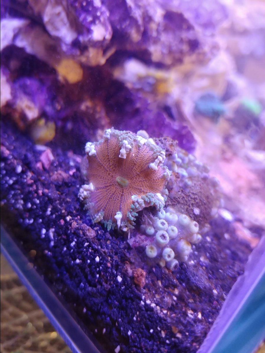 Is this aptasia? | REEF2REEF Saltwater and Reef Aquarium Forum