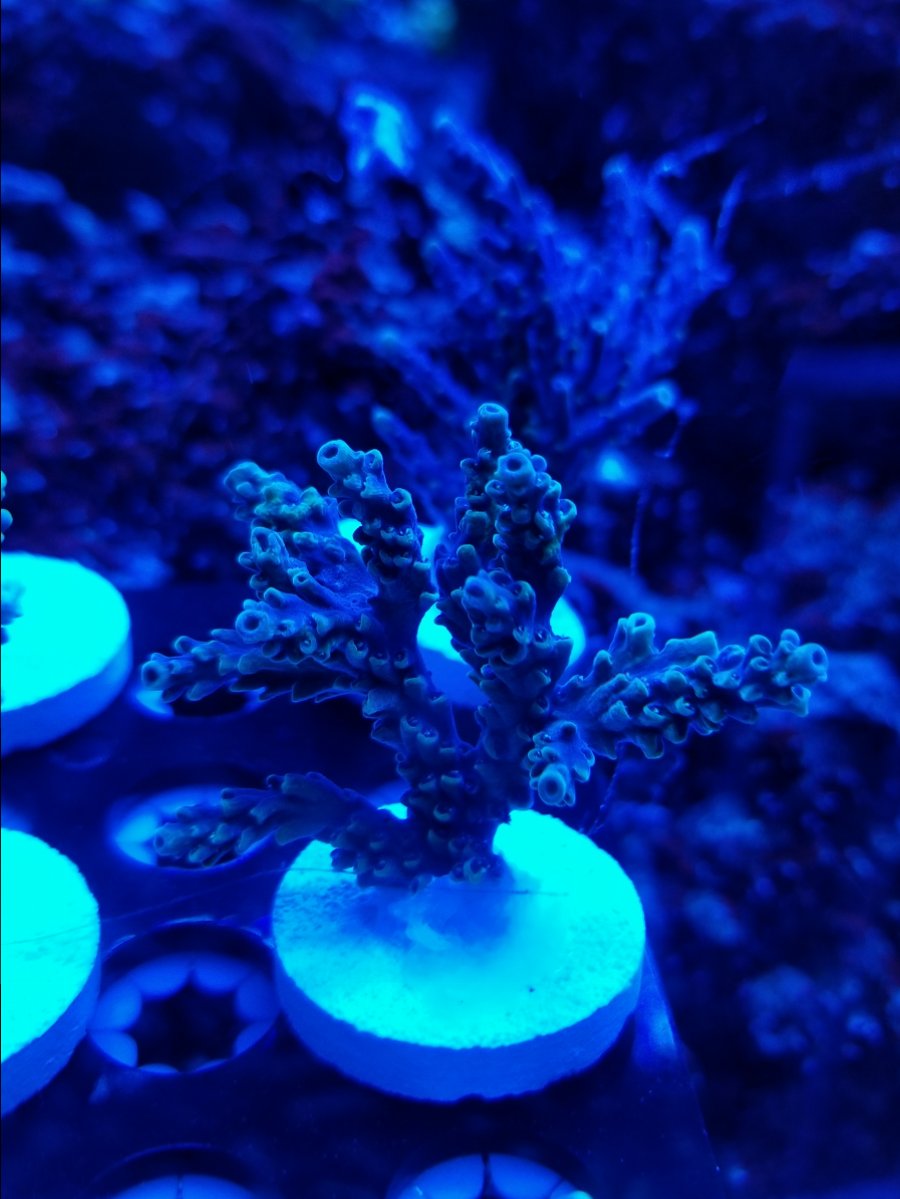 California - Chunky frags for sale | REEF2REEF Saltwater and Reef 