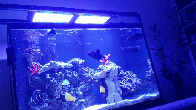 20190216_161441_1.gif