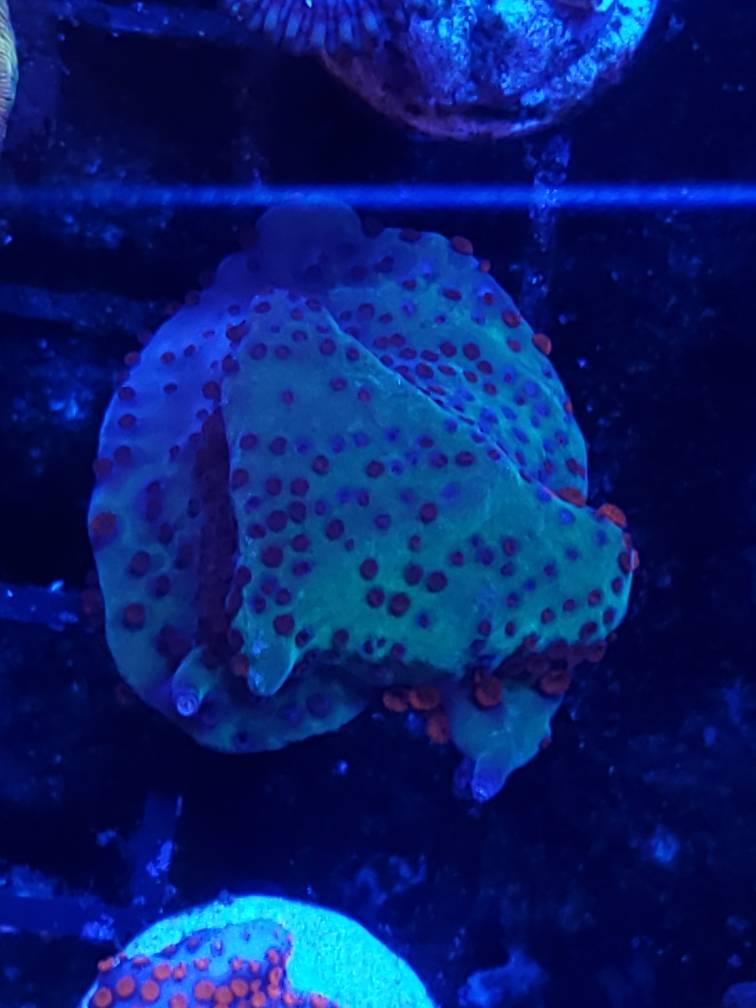 20190216_182608.jpeg