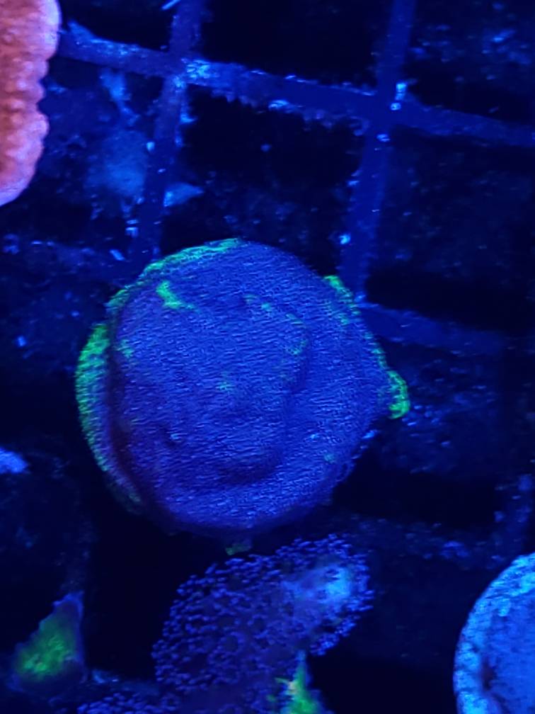 20190216_182650.jpeg