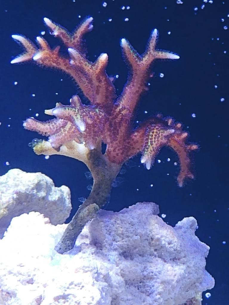 Clear things on my SPS. Hydroids? | Reef2Reef