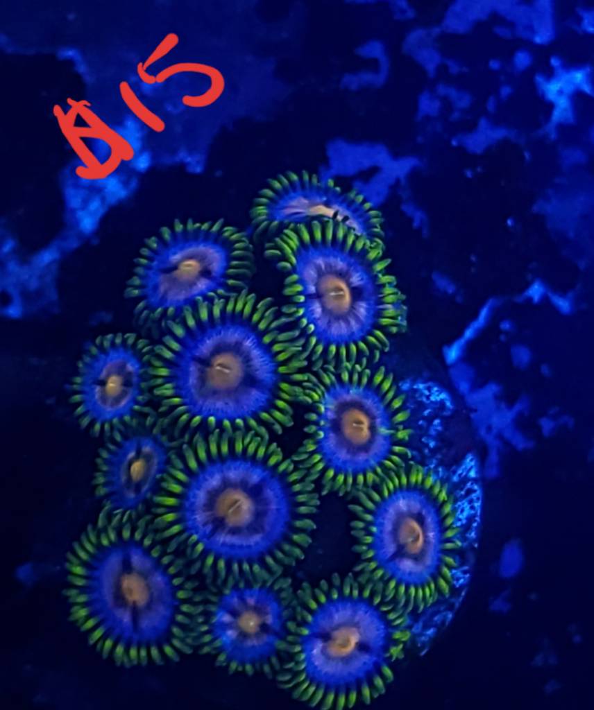 20190319_123257.jpeg