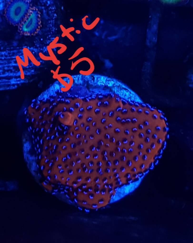 20190319_123319.jpeg