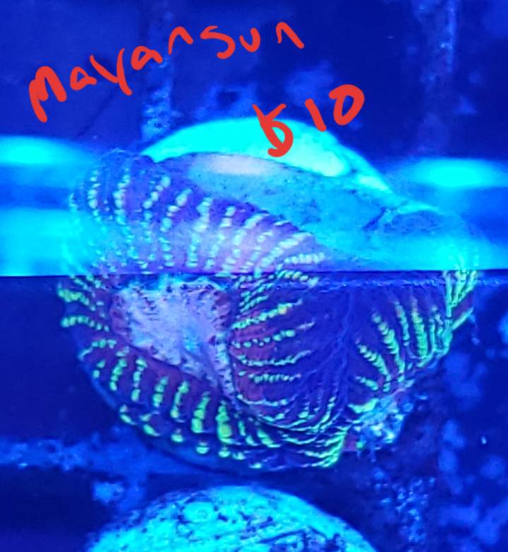 20190324_211226.jpeg