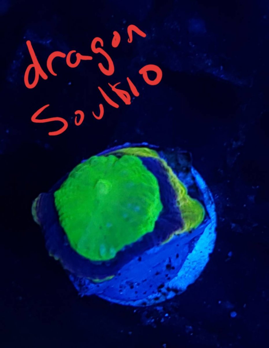 20190324_211338.jpeg