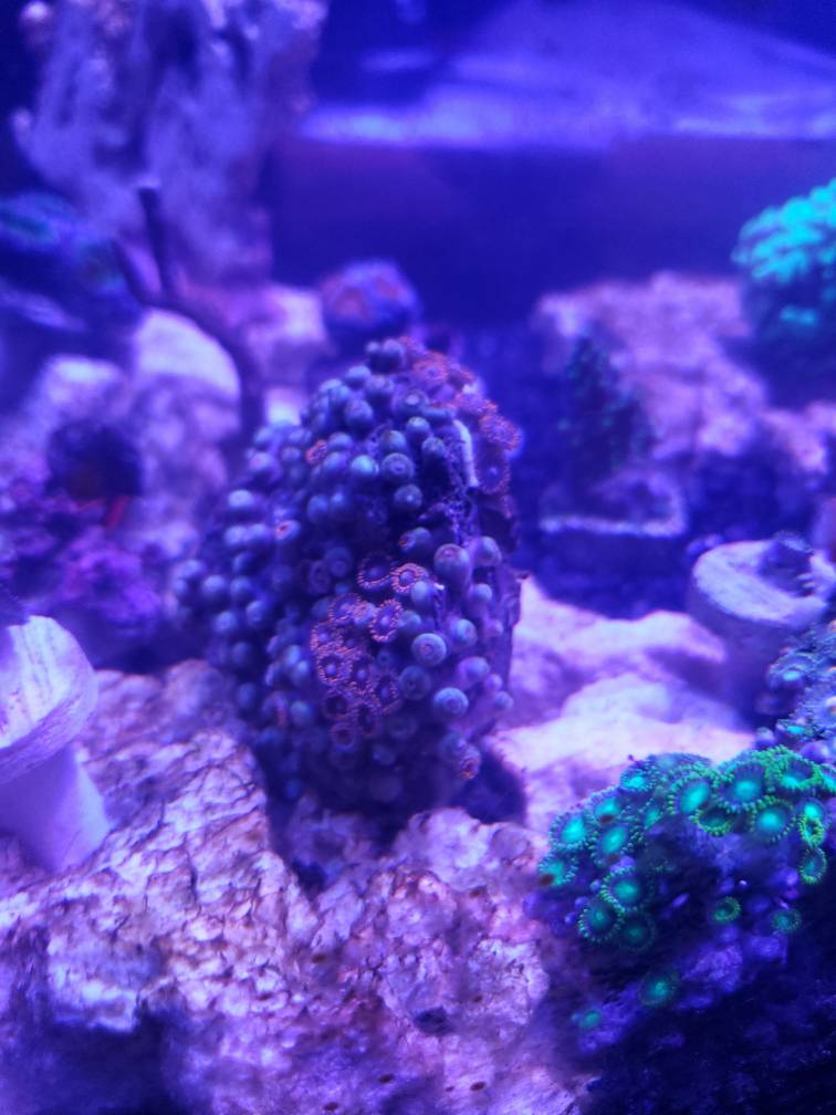 20190425_215049.jpeg
