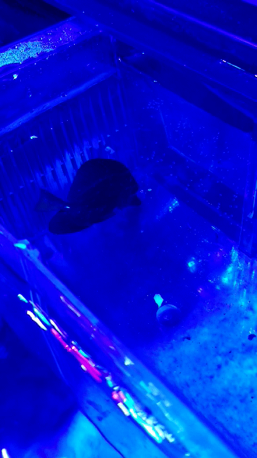 20190511_220922_1.gif