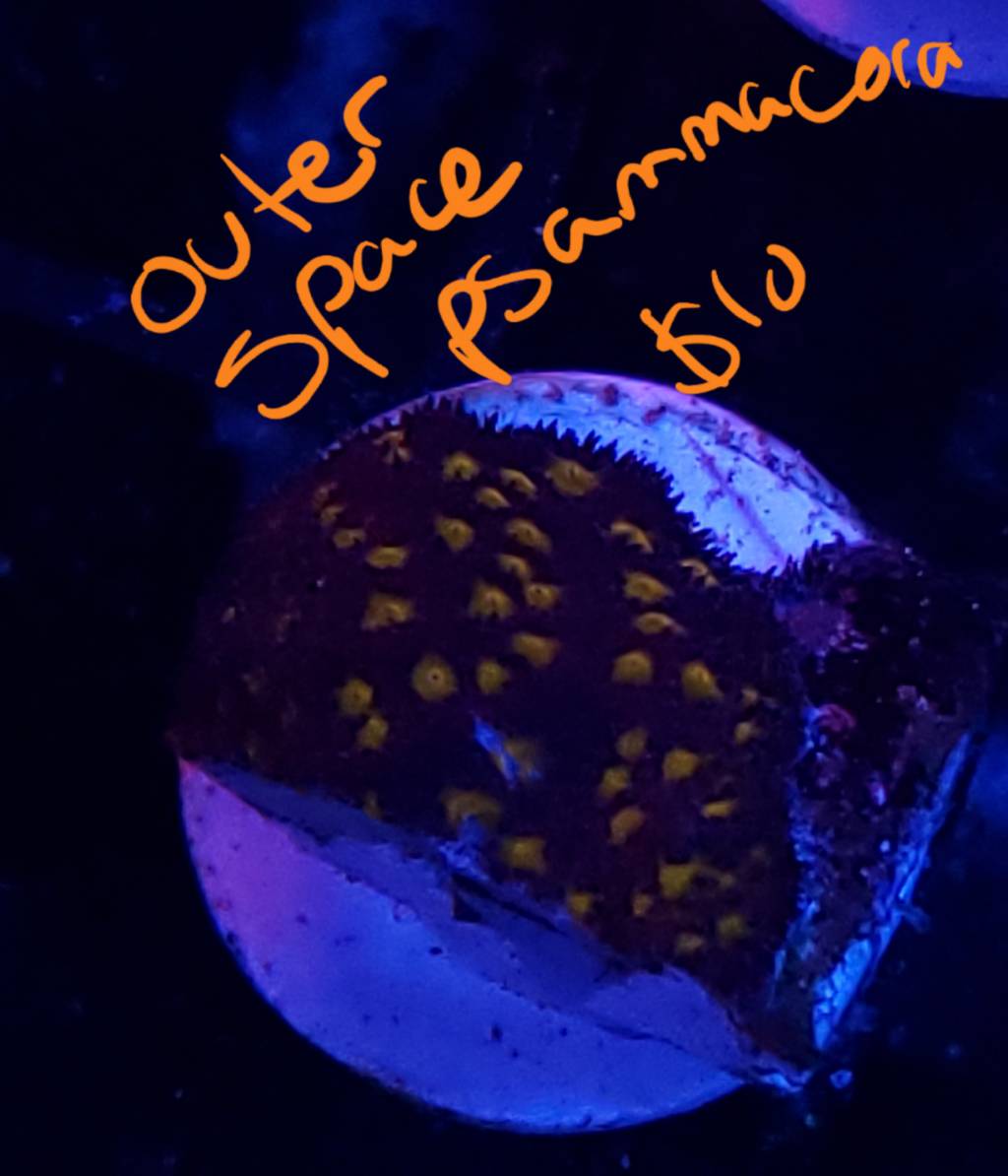 20190516_202326.jpeg