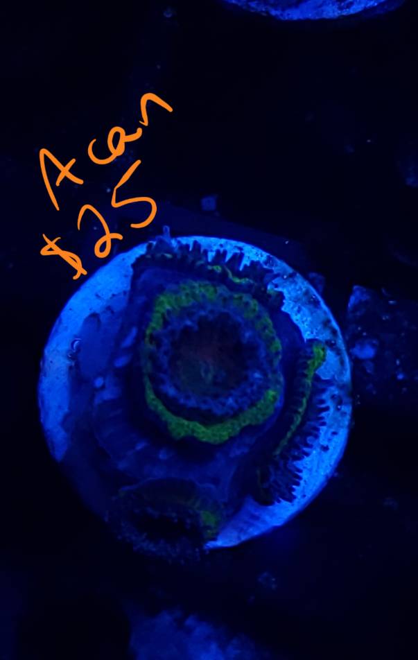 20190516_202533.jpeg