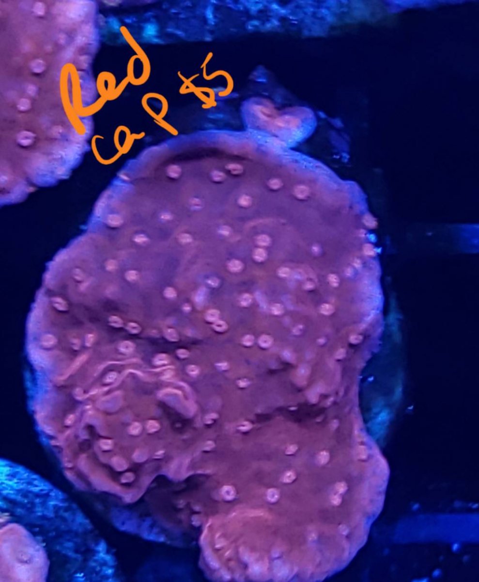 20190516_202609.jpeg