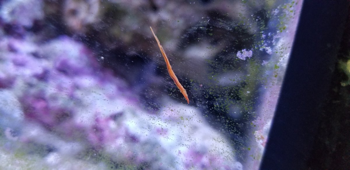 Red worm, not a bristle worm  REEF2REEF Saltwater and Reef