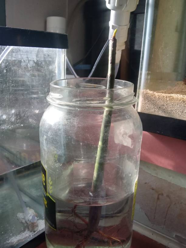 20190616_081531_HDR.jpeg