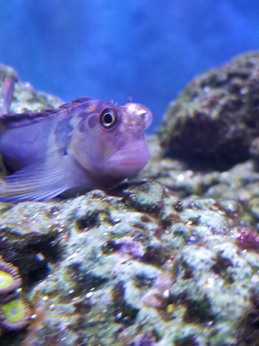 Disease or injury? | REEF2REEF Saltwater and Reef Aquarium Forum