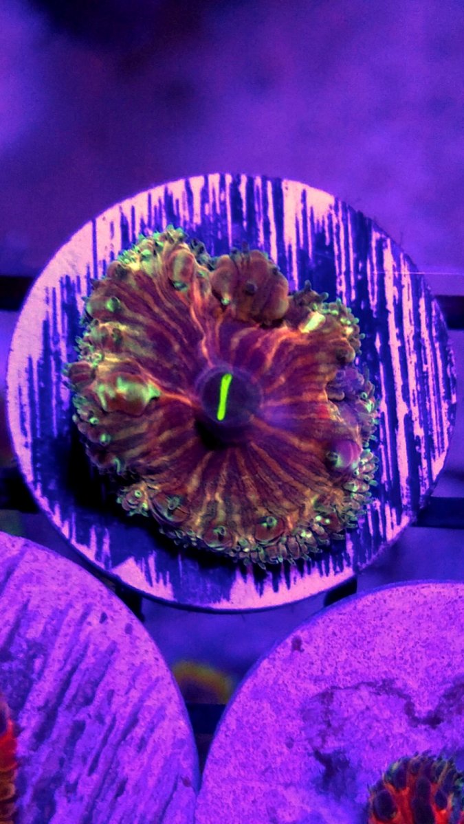 20190622_220335.jpg
