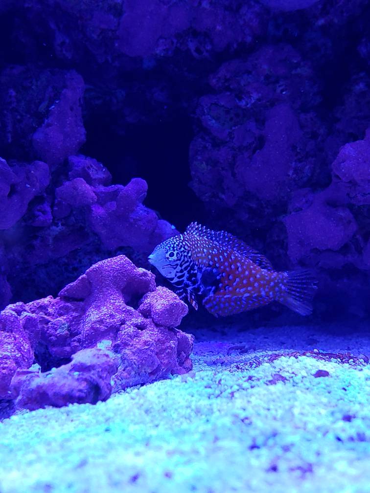 Blue star leopard wrasse | REEF2REEF Saltwater and Reef ...