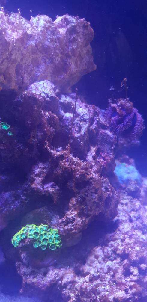 Dinoflagellates Or diatoms | REEF2REEF Saltwater and Reef Aquarium Forum