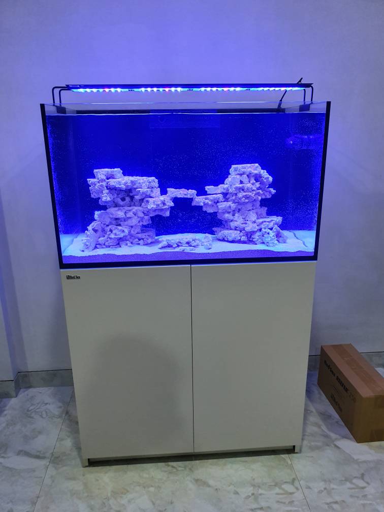 Clown fish tank sale