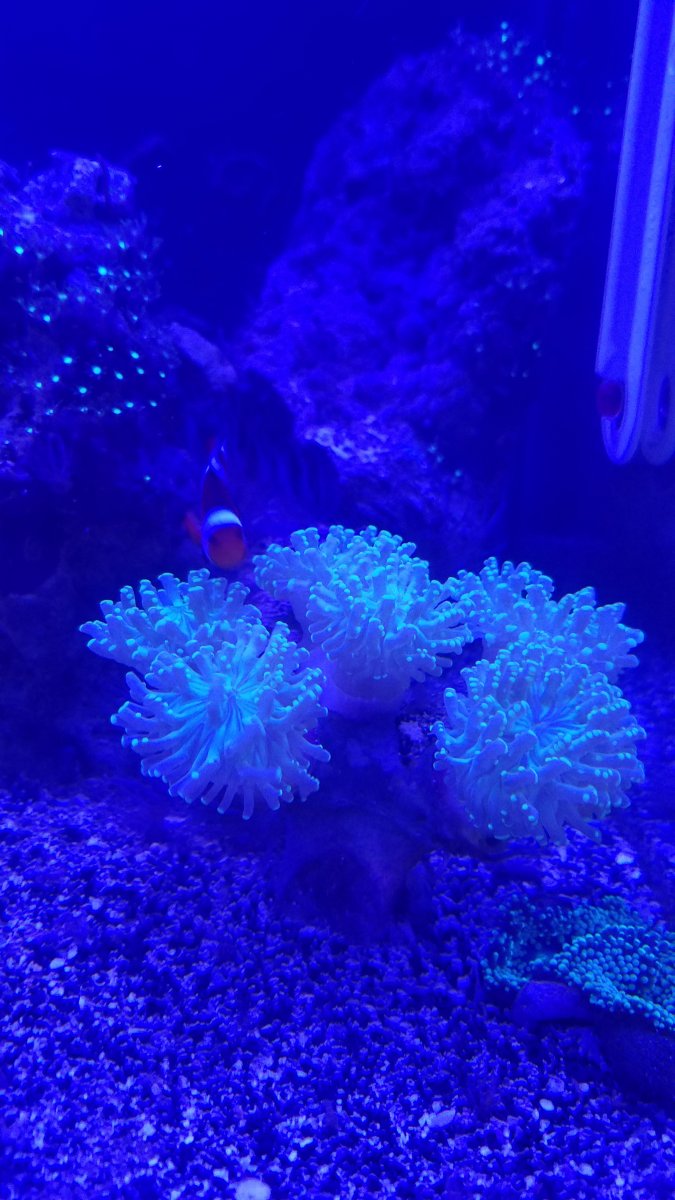 Build Thread - Biocube 29 and 10g Reboot | REEF2REEF Saltwater and Reef ...