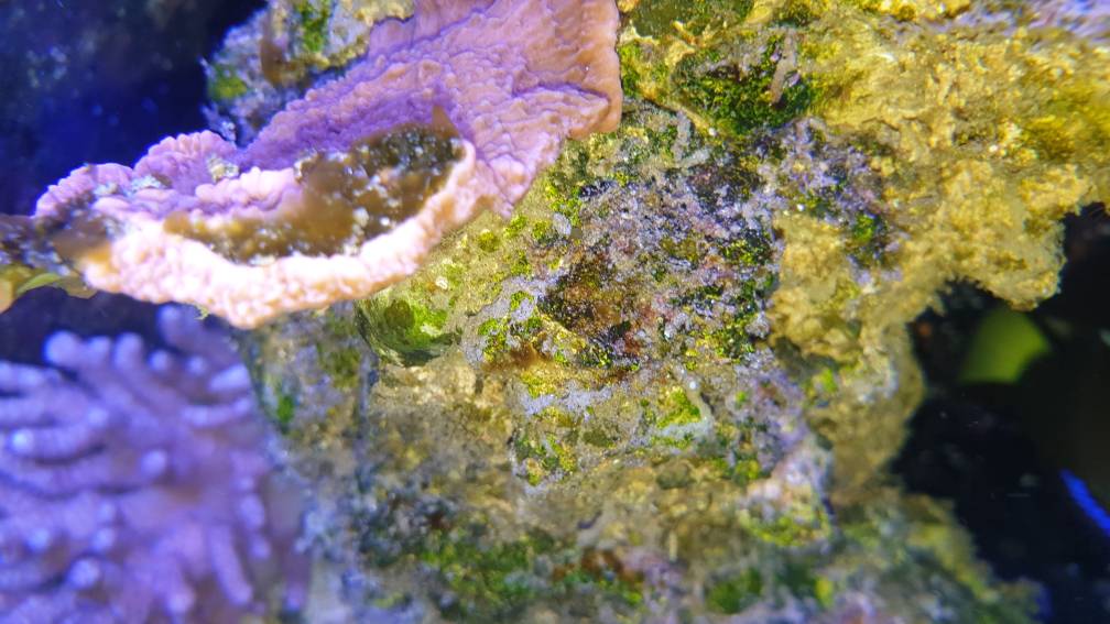 Help ID please looks like some kind slimey green bacteria | Reef2Reef