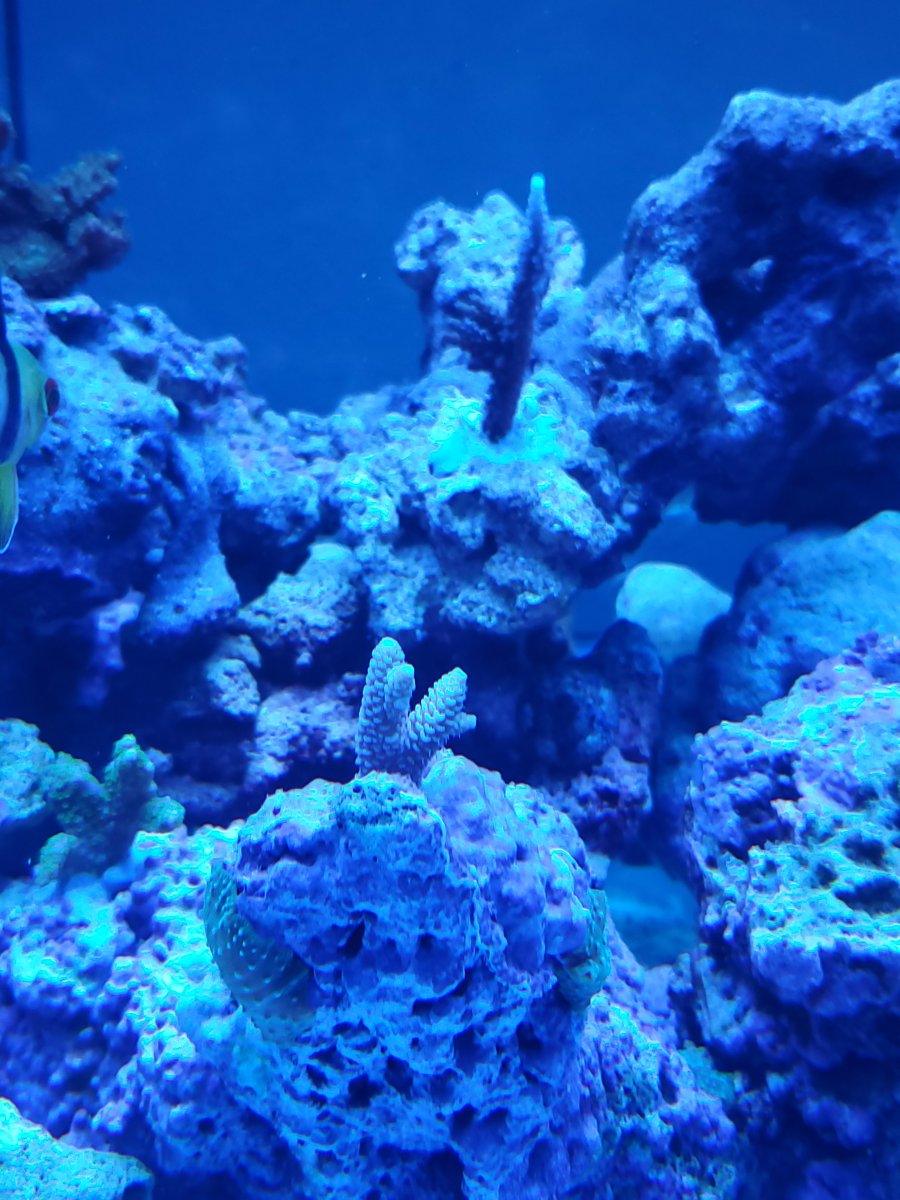 Can we see your SPS growth pics? | REEF2REEF Saltwater and Reef ...