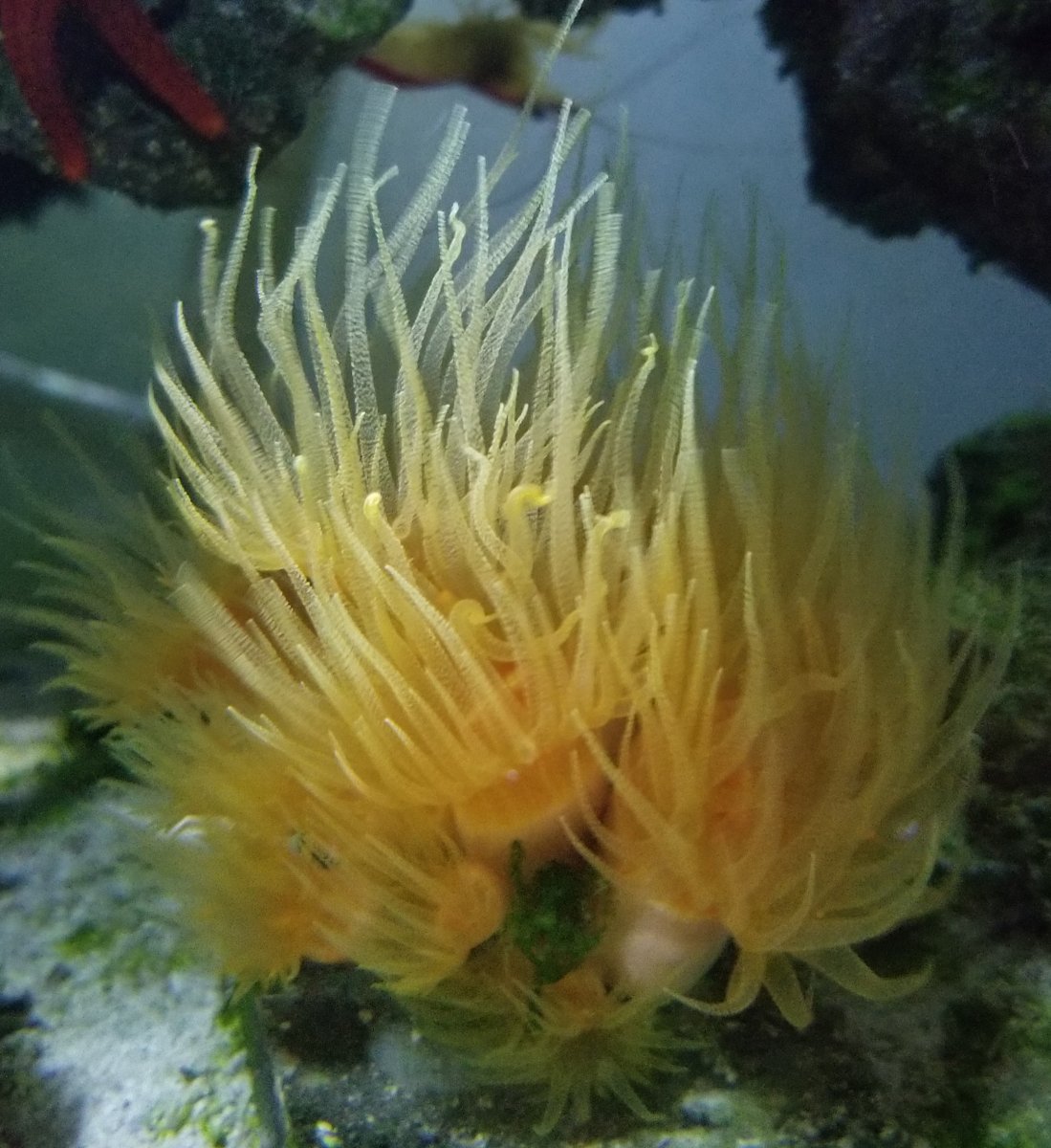 Dendro coral Growth | Reef2Reef
